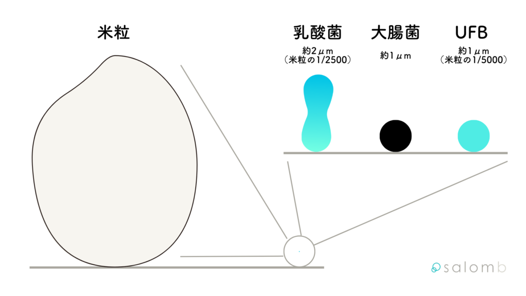 ウルトラファインバブルの気泡と乳酸菌や大腸菌、米粒のサイズ比較表です。
